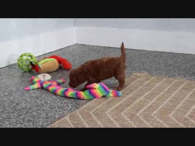 Mini Goldendoodle dogs for sale: Honey - Video 9