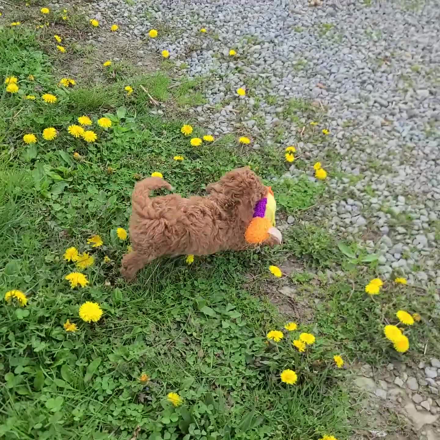 Bichpoo dogs for sale: Milo - Video 2