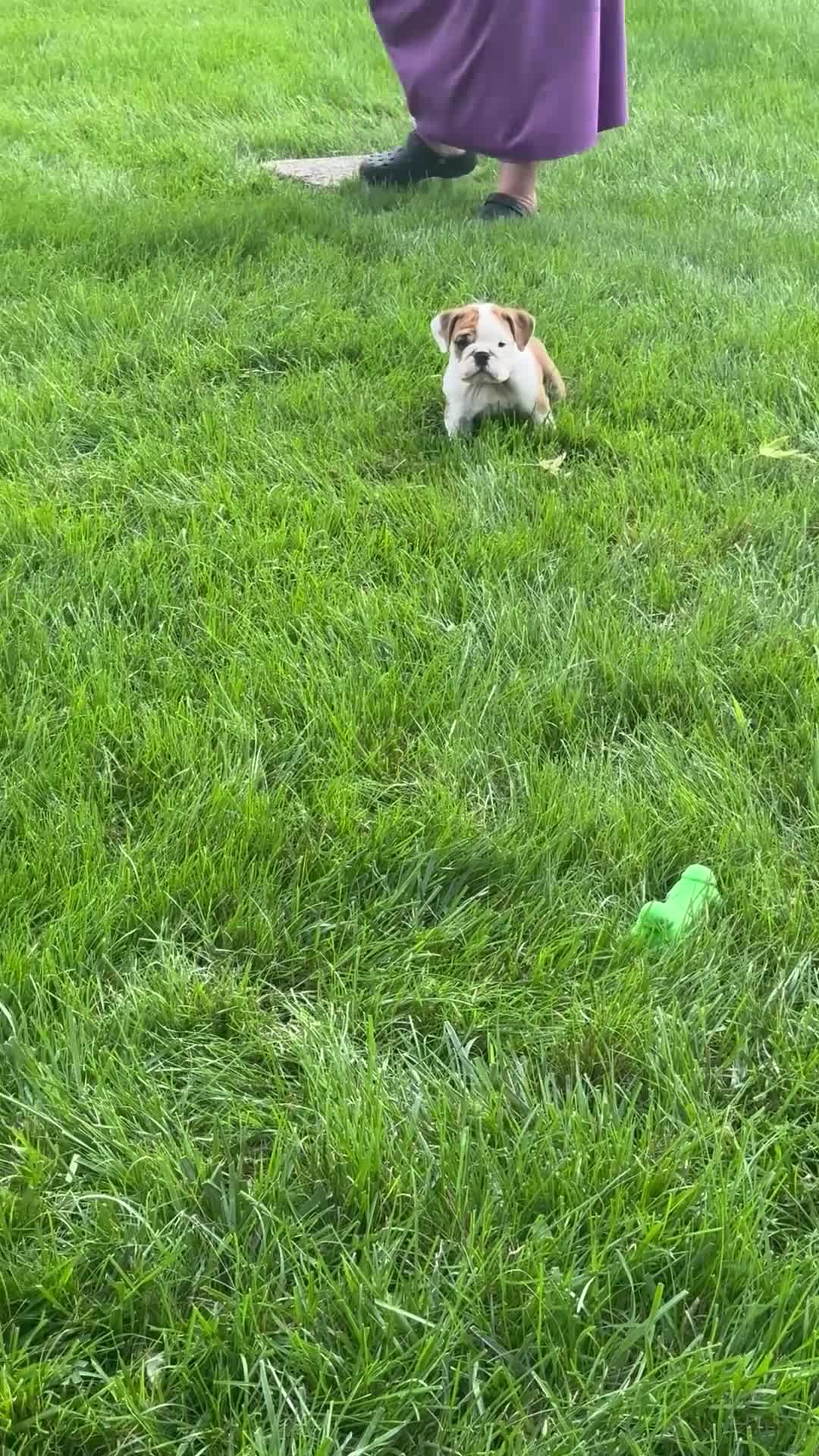 English Bulldog dogs for sale: Luna - Video 1