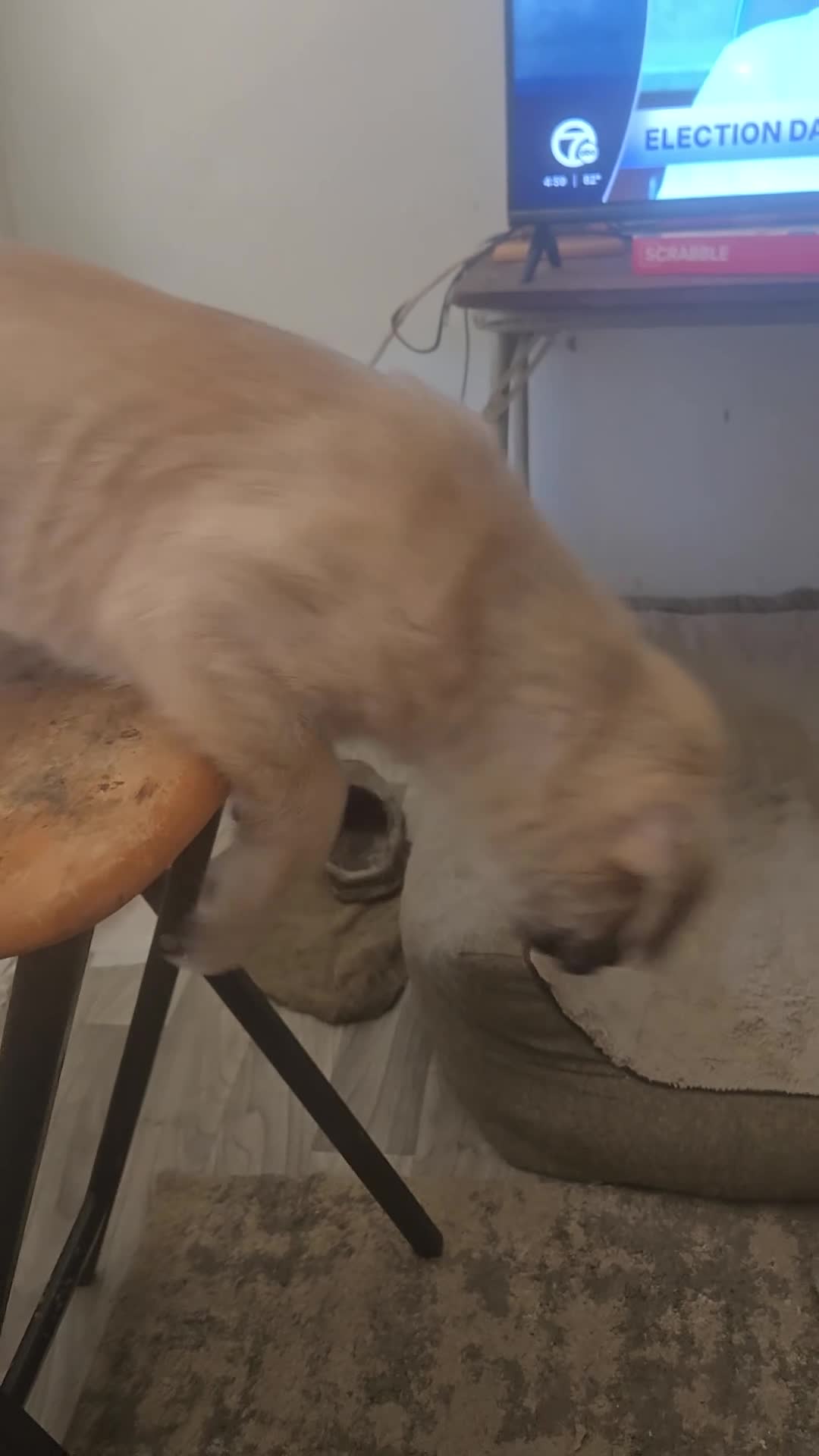 Mixed Breed dogs for sale: big boy - Video 1