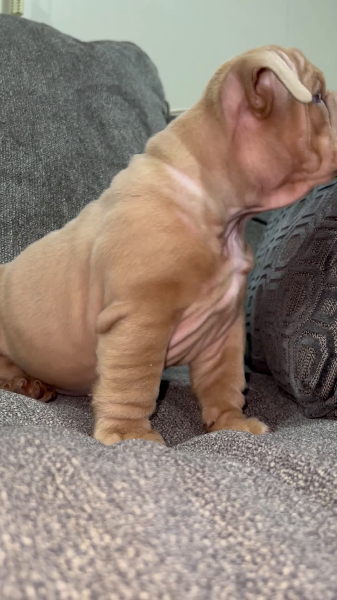 English Bulldog dogs for sale: Mellow  - Video 3