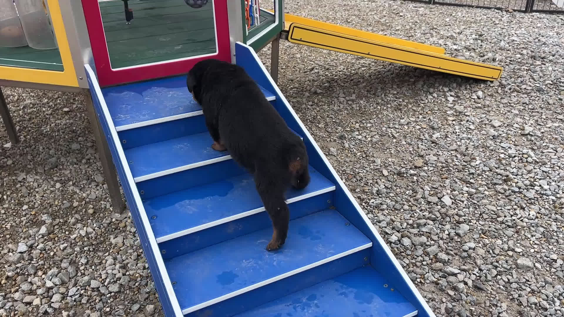 Rottweiler dogs for sale: Dora - Video 1