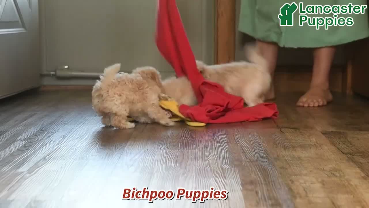 Bichpoo dogs for sale: Zion  - Video 1