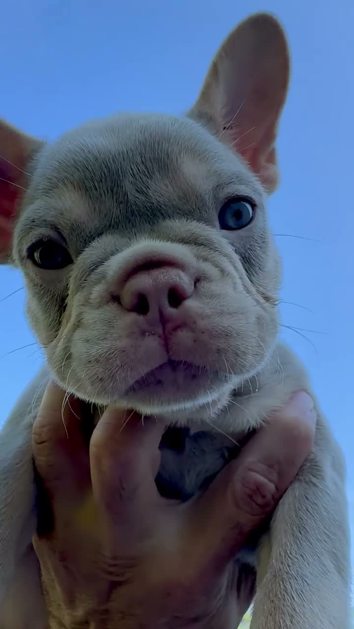 French Bulldog dogs for sale: Hera - Video 2