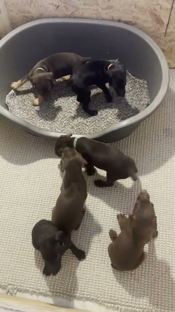 Doberman Pinscher dogs for sale: Tank - Video 3