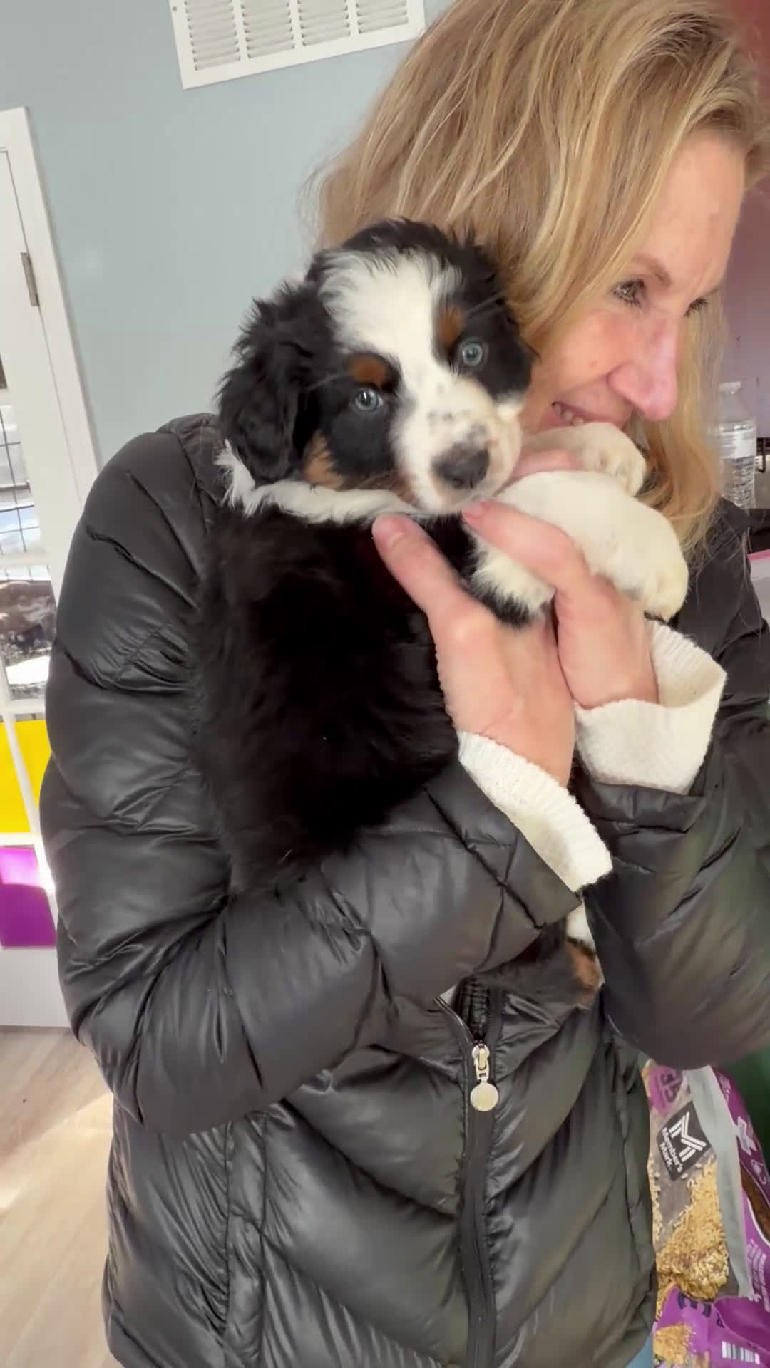 Australian Shepherd dogs for sale: Anchor - Video 4