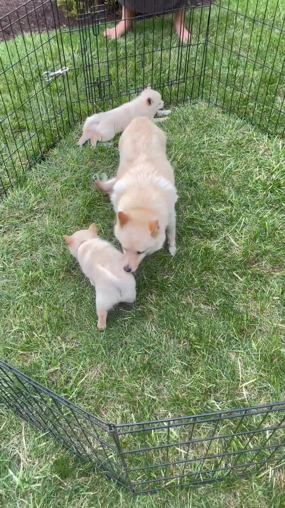 Schipperke dogs for sale: Captain  - Video 3