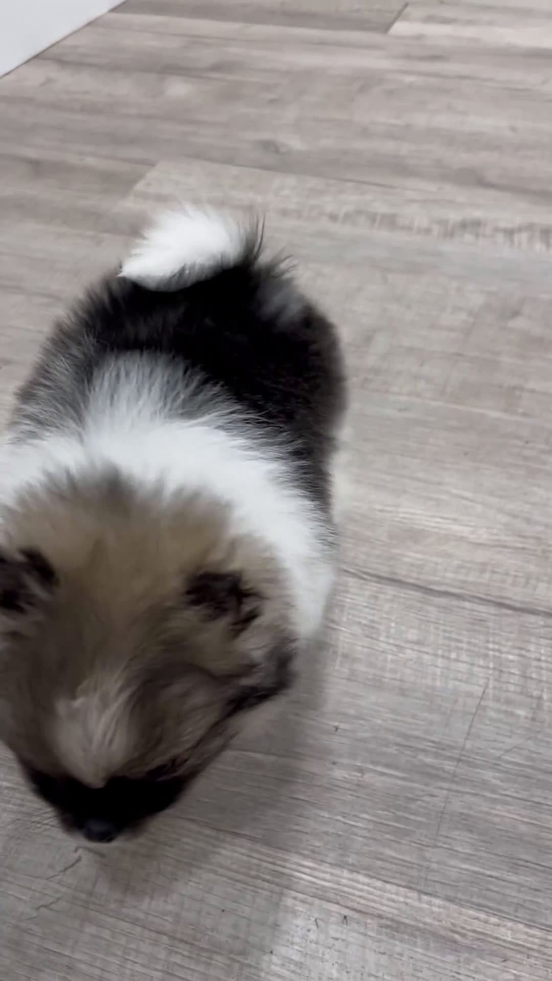 Pomeranian dogs for sale: Sweetie - Video 1