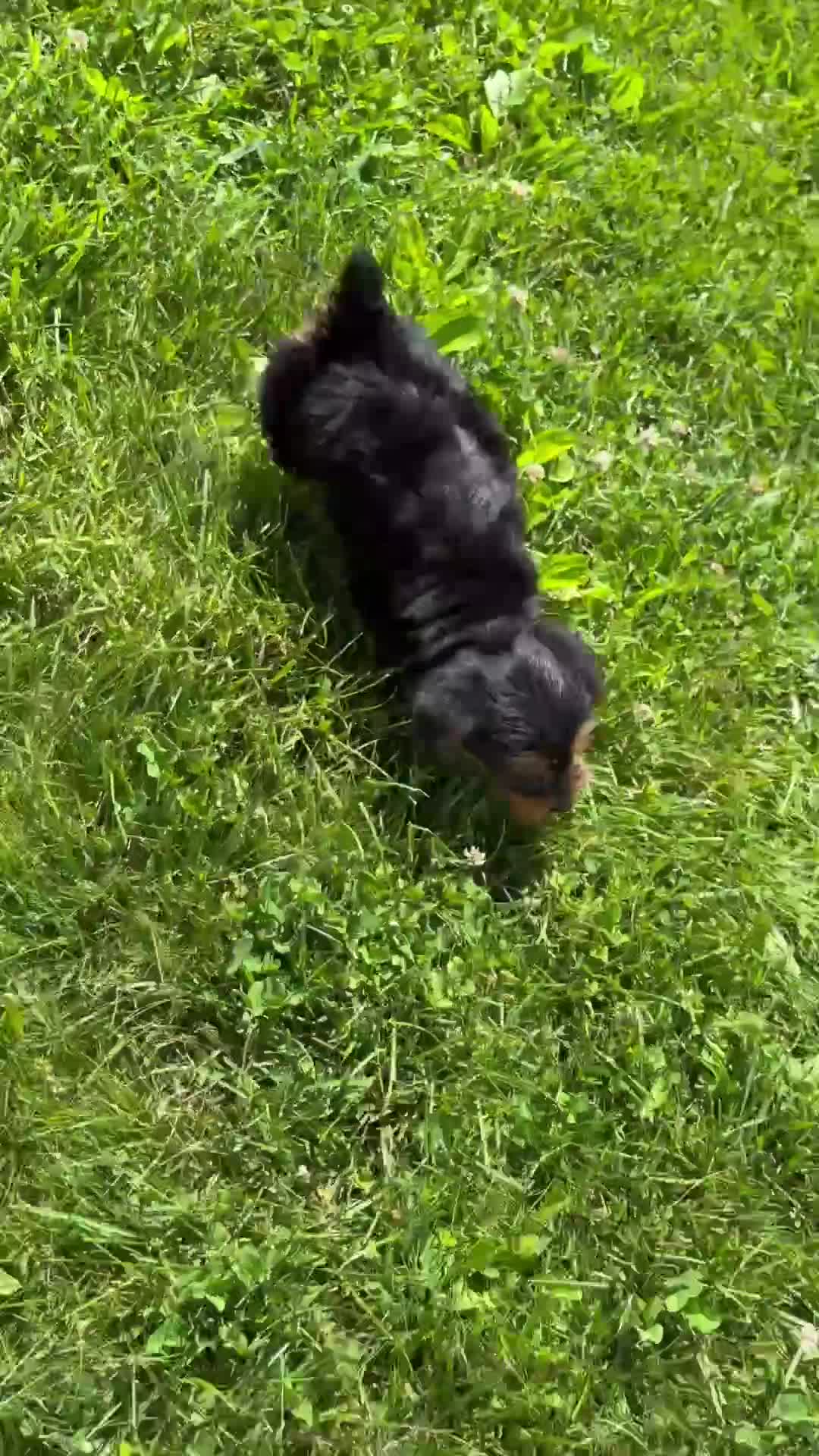 Yorkshire Terrier dogs for sale: Louie - Video 1