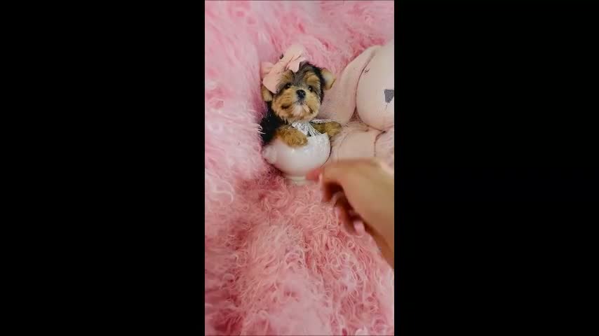 Yorkshire Terrier dogs for sale: Teacup Yorkshire Terrier 1 - Video 1