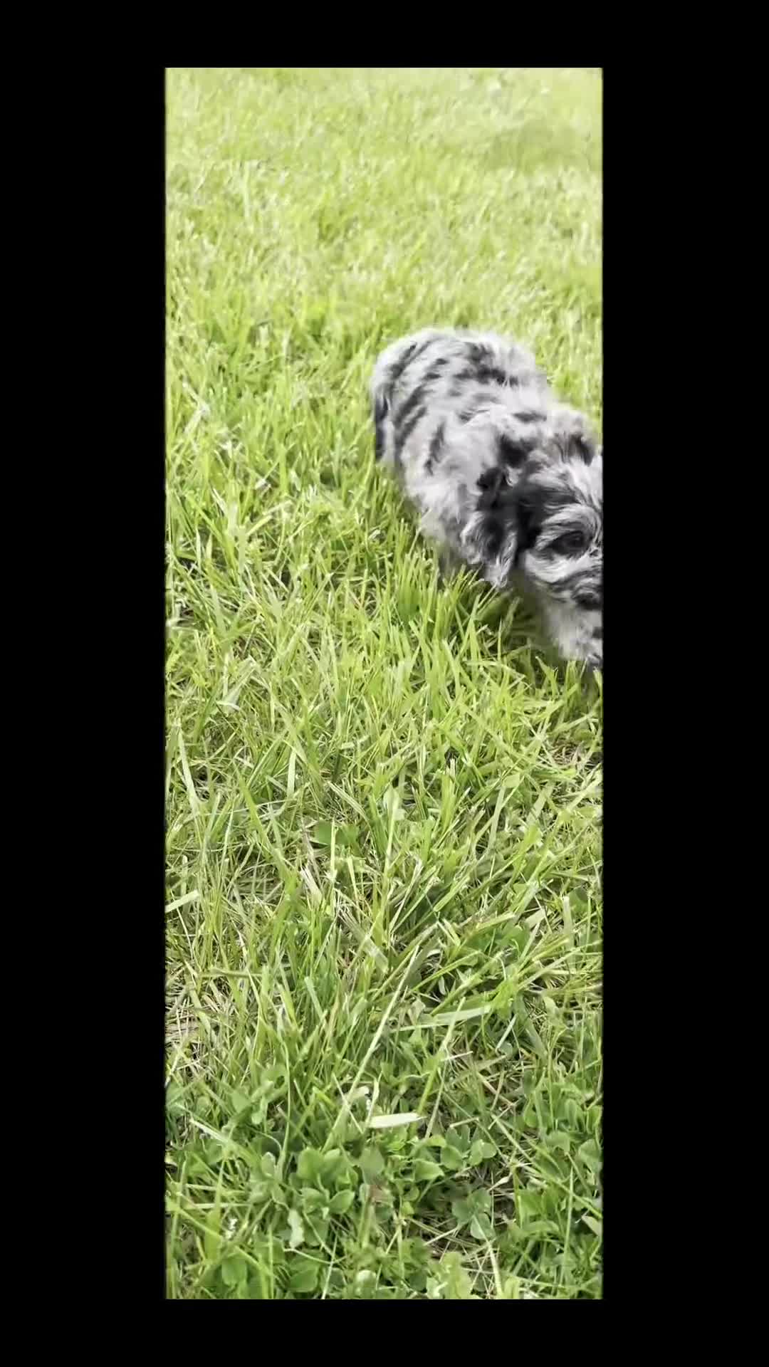 Cavapoo dogs for sale: Max F1 - Video 1