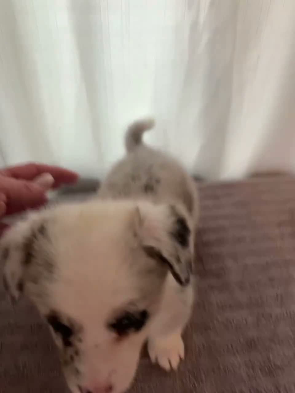American Corgi dogs for sale: Jackie - Video 1