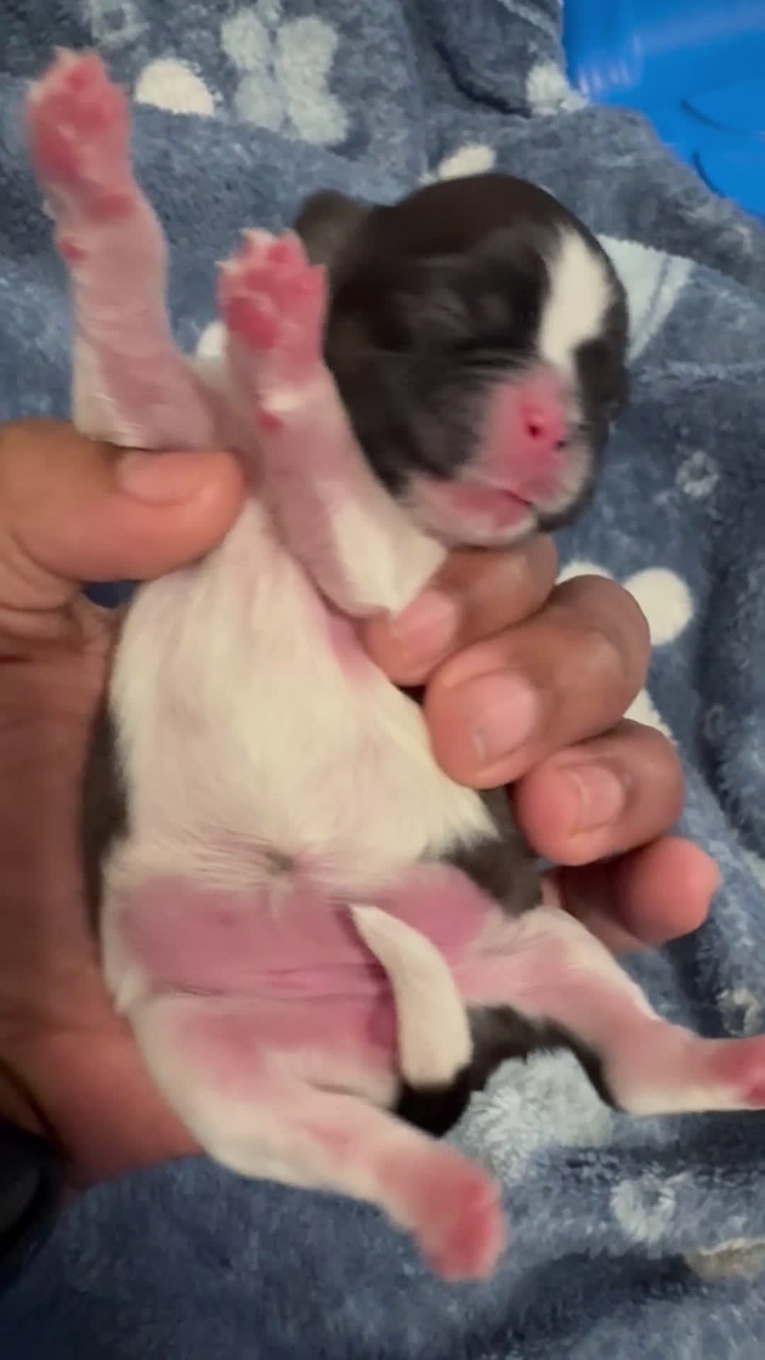 Shih Tzu dogs for sale: ELSA - Video 1