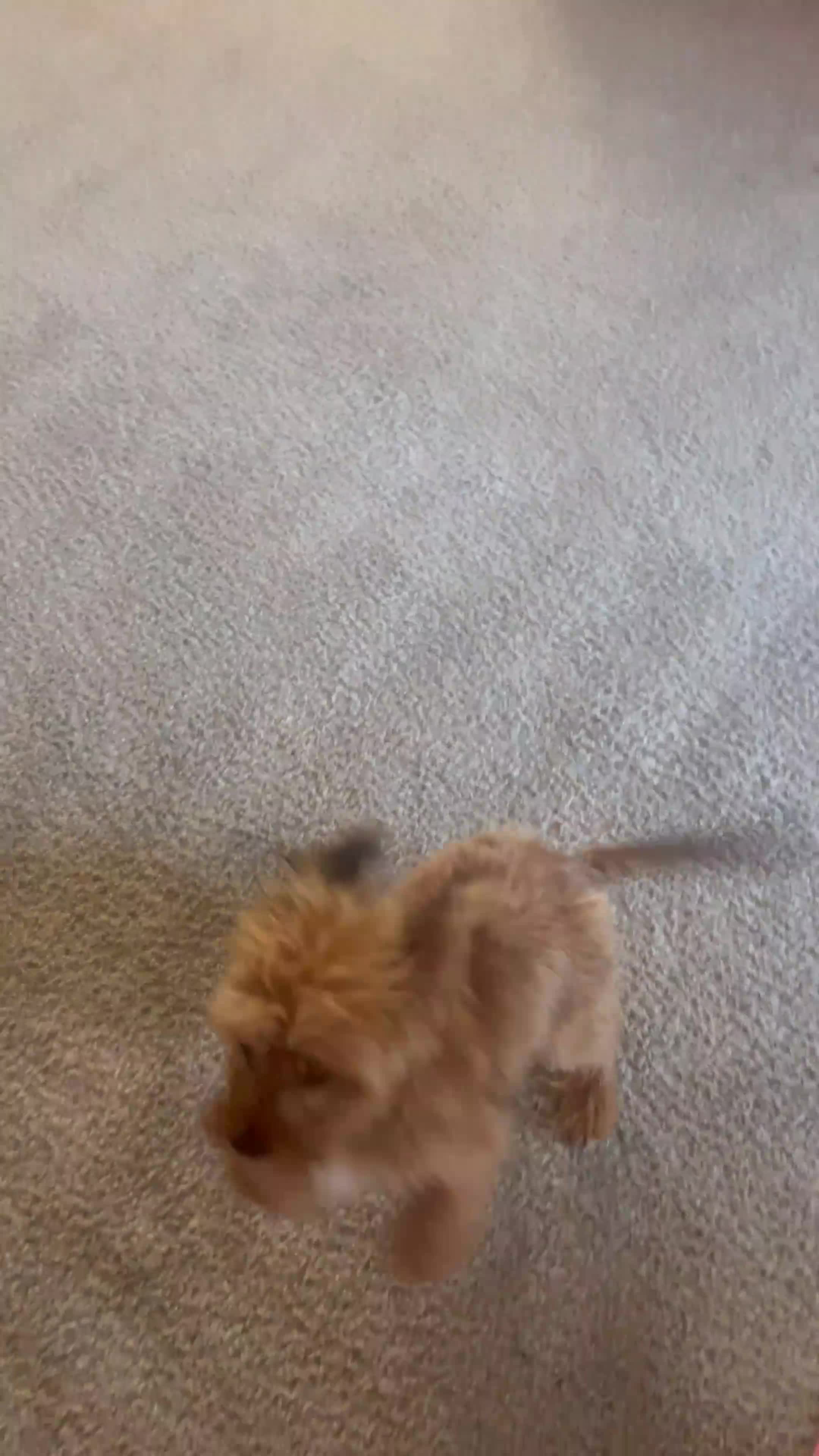 Mixed Breed dogs for sale: Mixed Breed Puppy 1 - Video 1