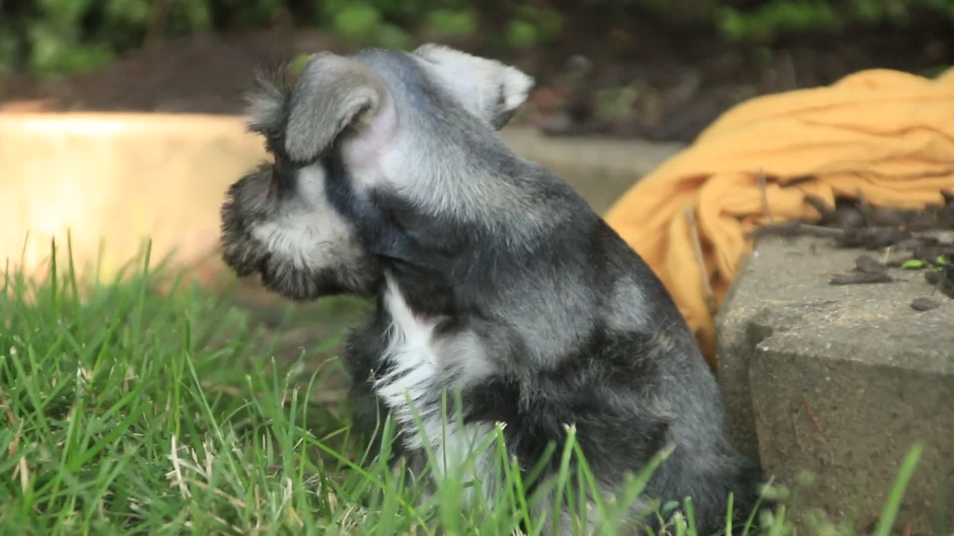 Miniature Schnauzer dogs for sale: Quest Miniature Schnauzer  - Video 1