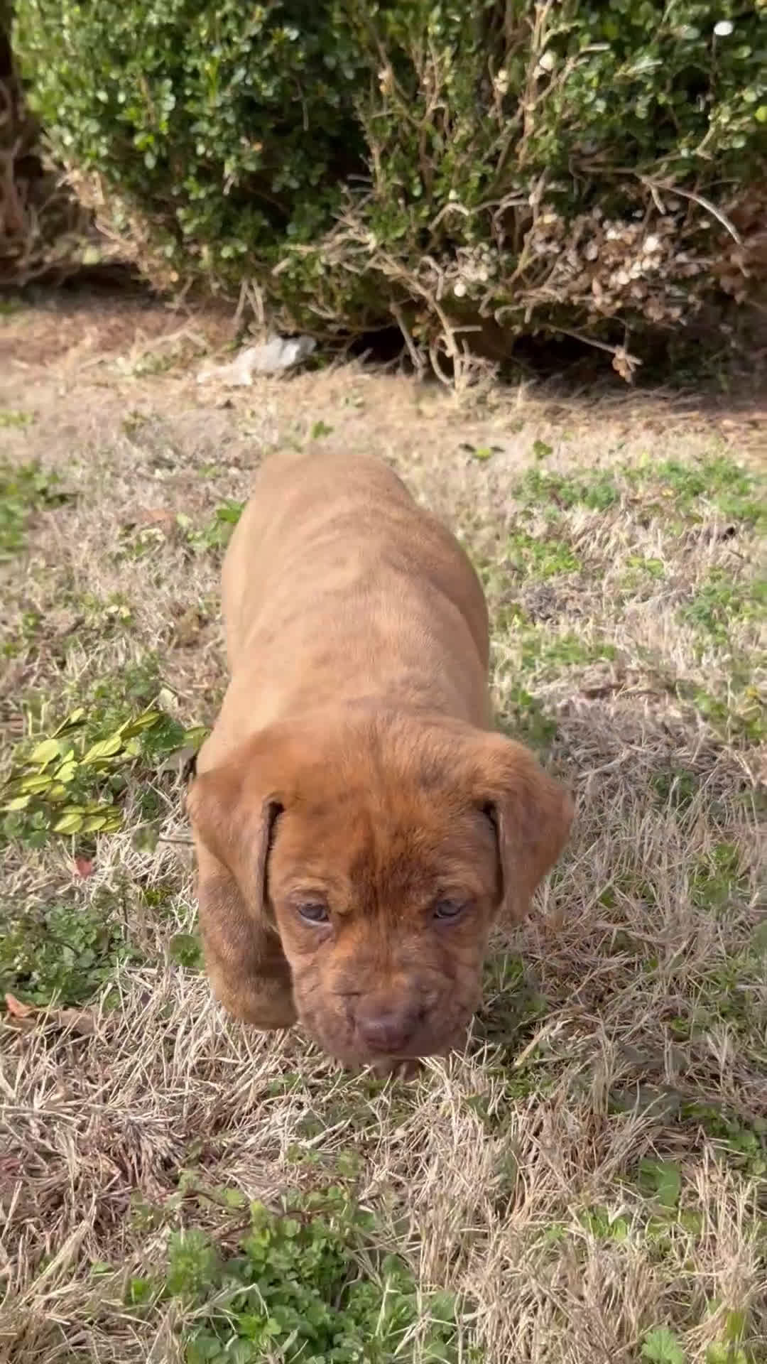 Mixed Breed dogs for sale: Mixed Breed Puppy 1 - Video 1