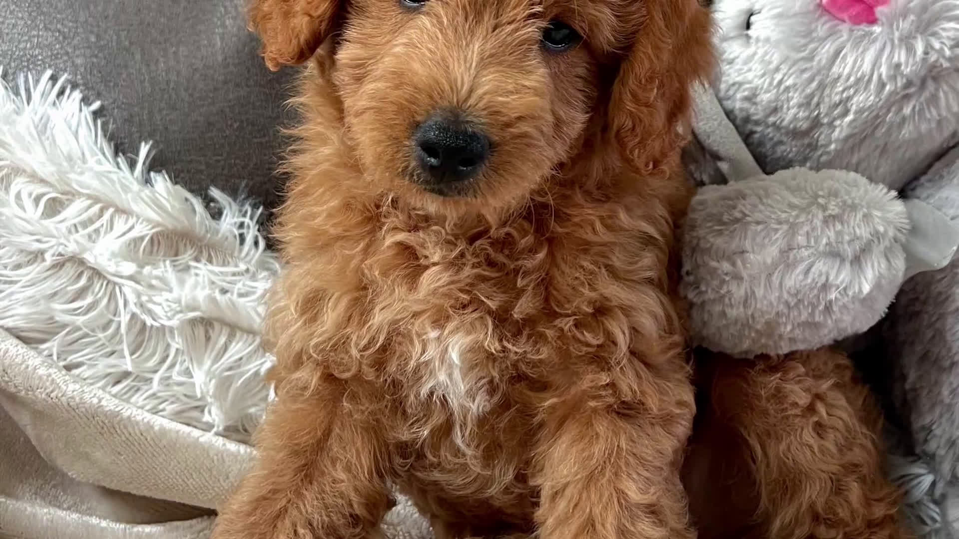 Mini Goldendoodle dogs for sale: Sully(Micro Mini Boy) - Video 1