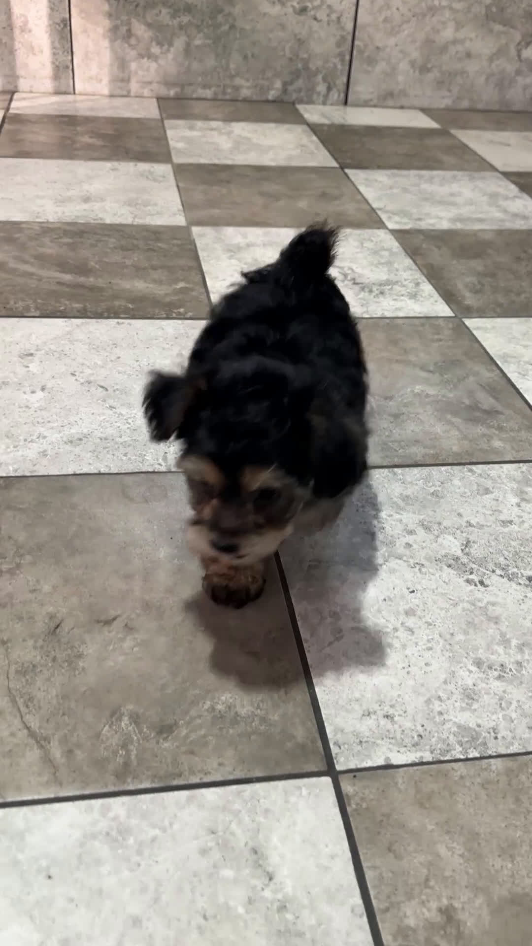 Yochon dogs for sale: Austin - Video 1