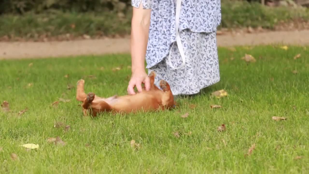 Miniature Dachshund dogs for sale: Asher Miniature Dachshund - Video 1
