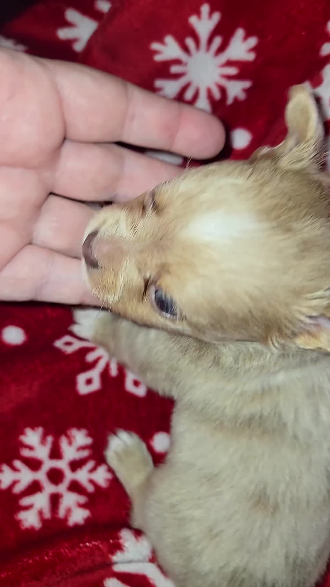 Chihuahua dogs for sale: Long hair Merle boy - Video 2
