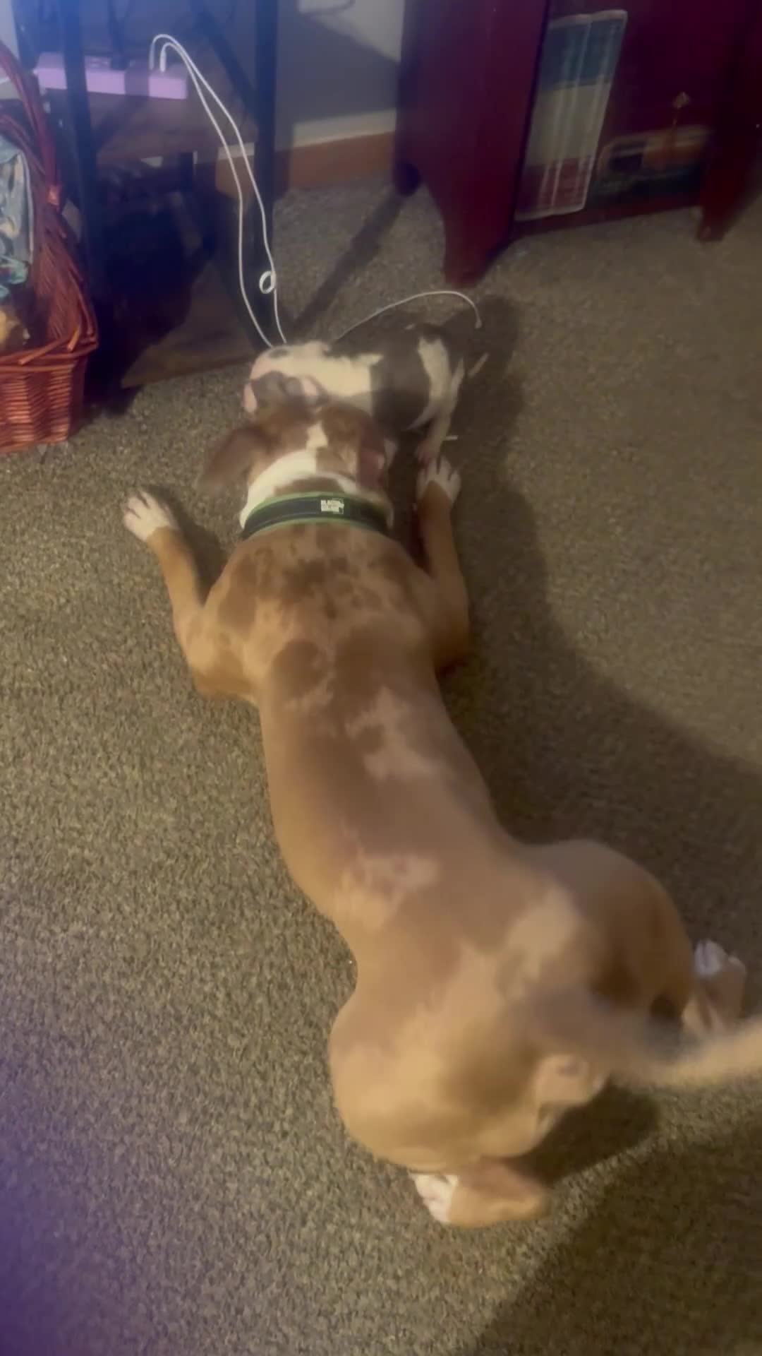 Mixed Breed dogs for sale: Mixed Breed 6 - Video 1
