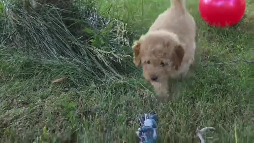 Miniature Poodle dogs for sale: Cedar - Video 1