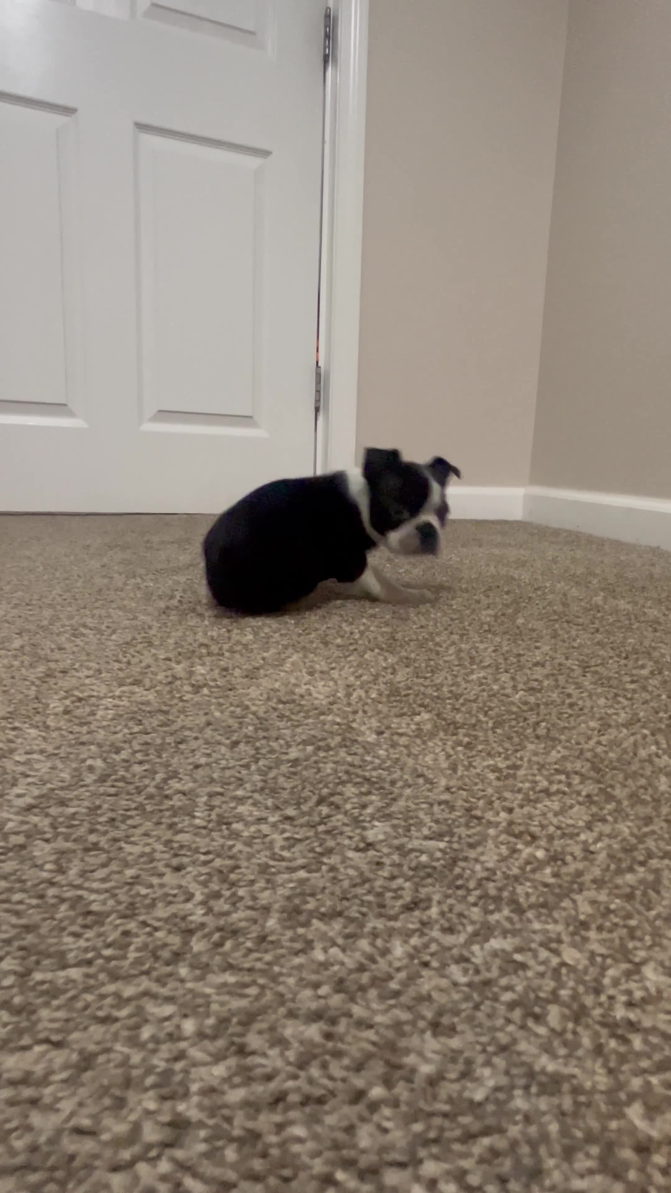 Boston Terrier dogs for sale: Dawn - Video 2