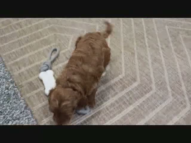 Mini Goldendoodle dogs for sale: Fallon - Video 8