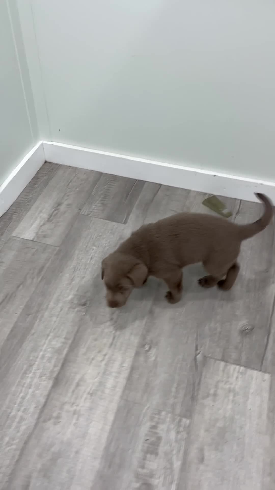Labrador Retriever dogs for sale: Raine - Video 1