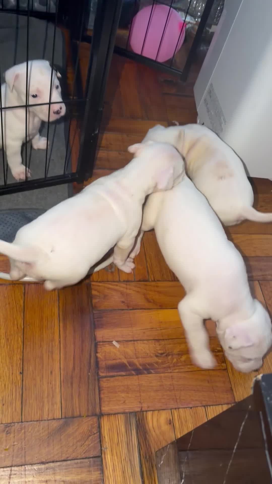 Mixed Breed dogs for sale: HONEY - Video 7