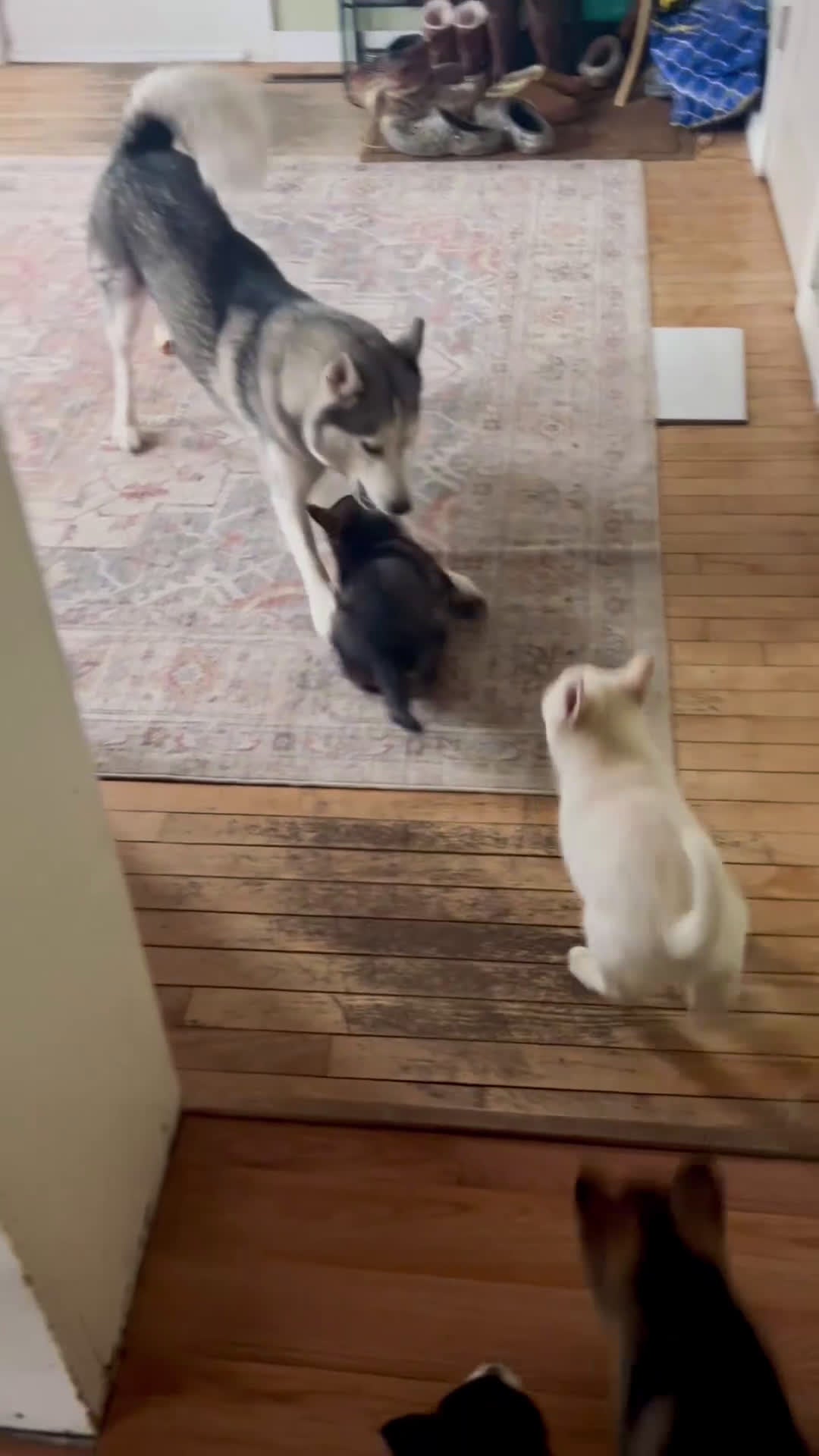 Gerberian Shepsky dogs for sale: (Magenta collar) Gerberian Shepsky Puppy 7 - Video 5