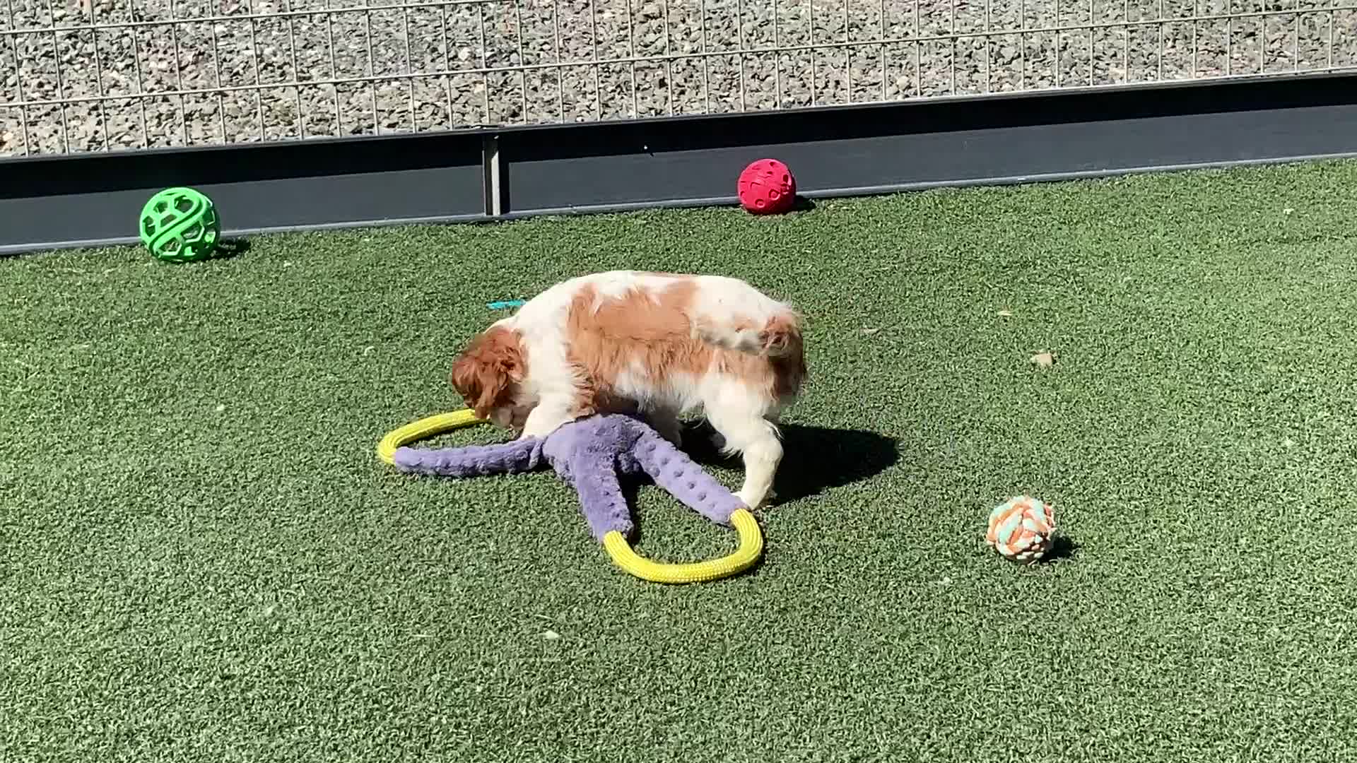 Cavalier King Charles Spaniel dogs for sale: KING - Video 1