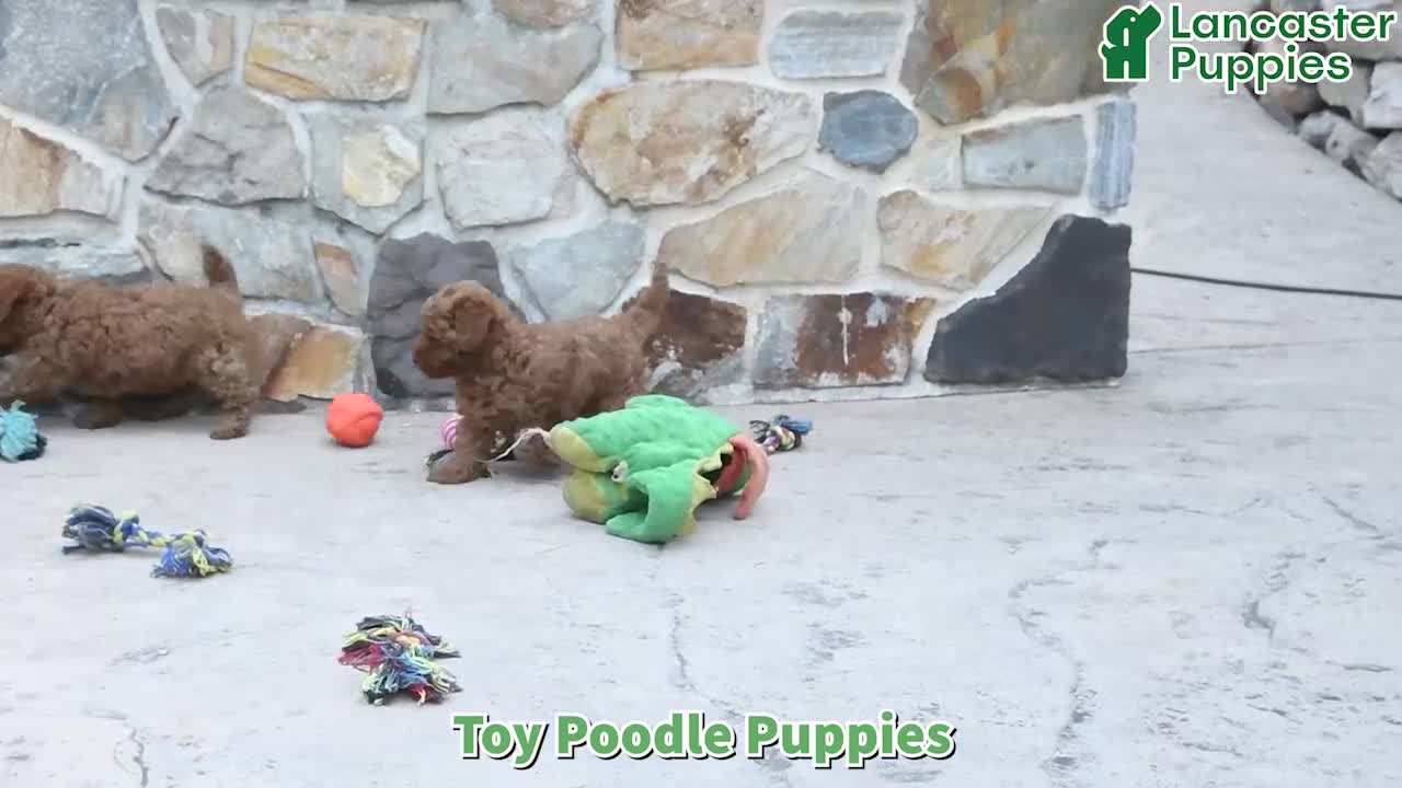 Toy Poodle dogs for sale: Gio - Video 1