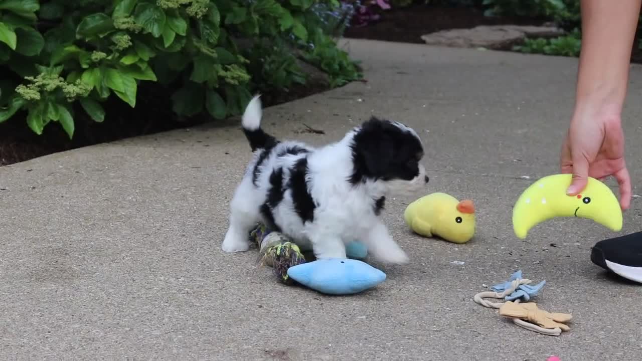 Cavachon dogs for sale: Angela - Video 1