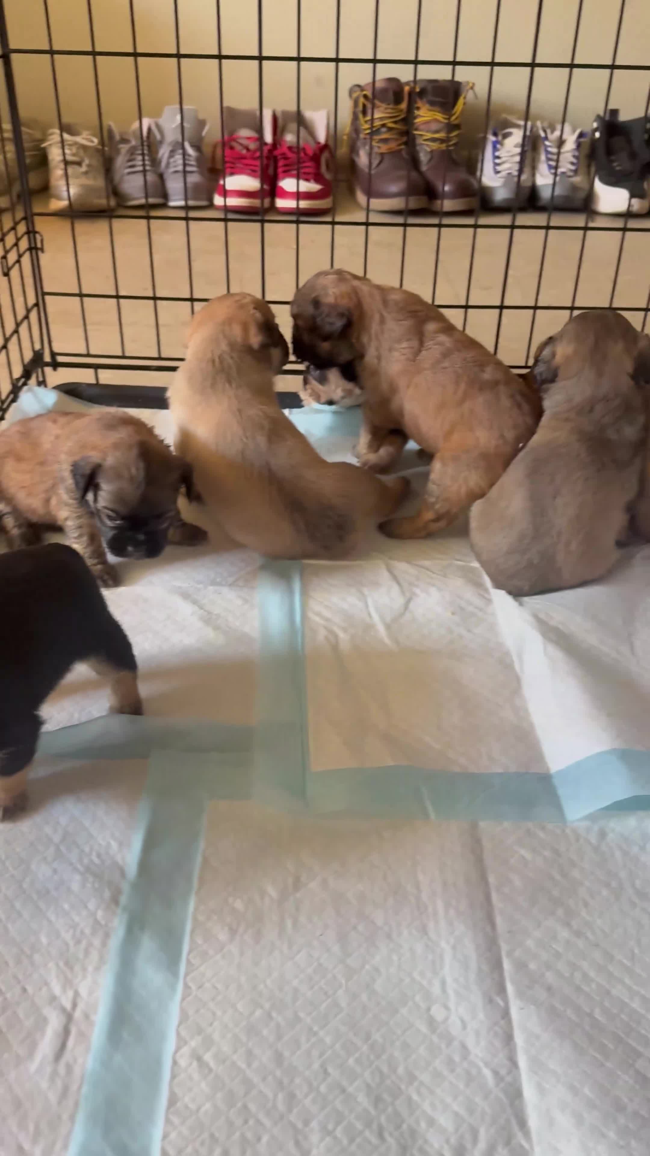 French Bulldog dogs for sale: Fluffy French Bulldog 5 - Video 2