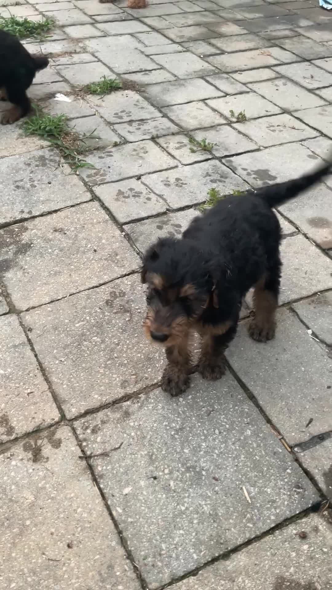 Airedale Terrier dogs for sale: Airedale Terrier 2 - Video 4