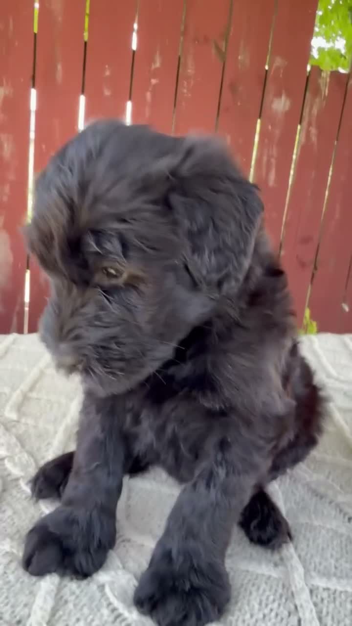Giant Schnauzer dogs for sale: Tiffany - Video 1