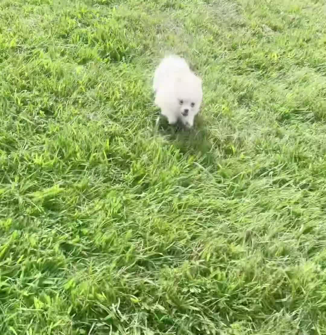 Pomeranian dogs for sale: Sophia - Video 1