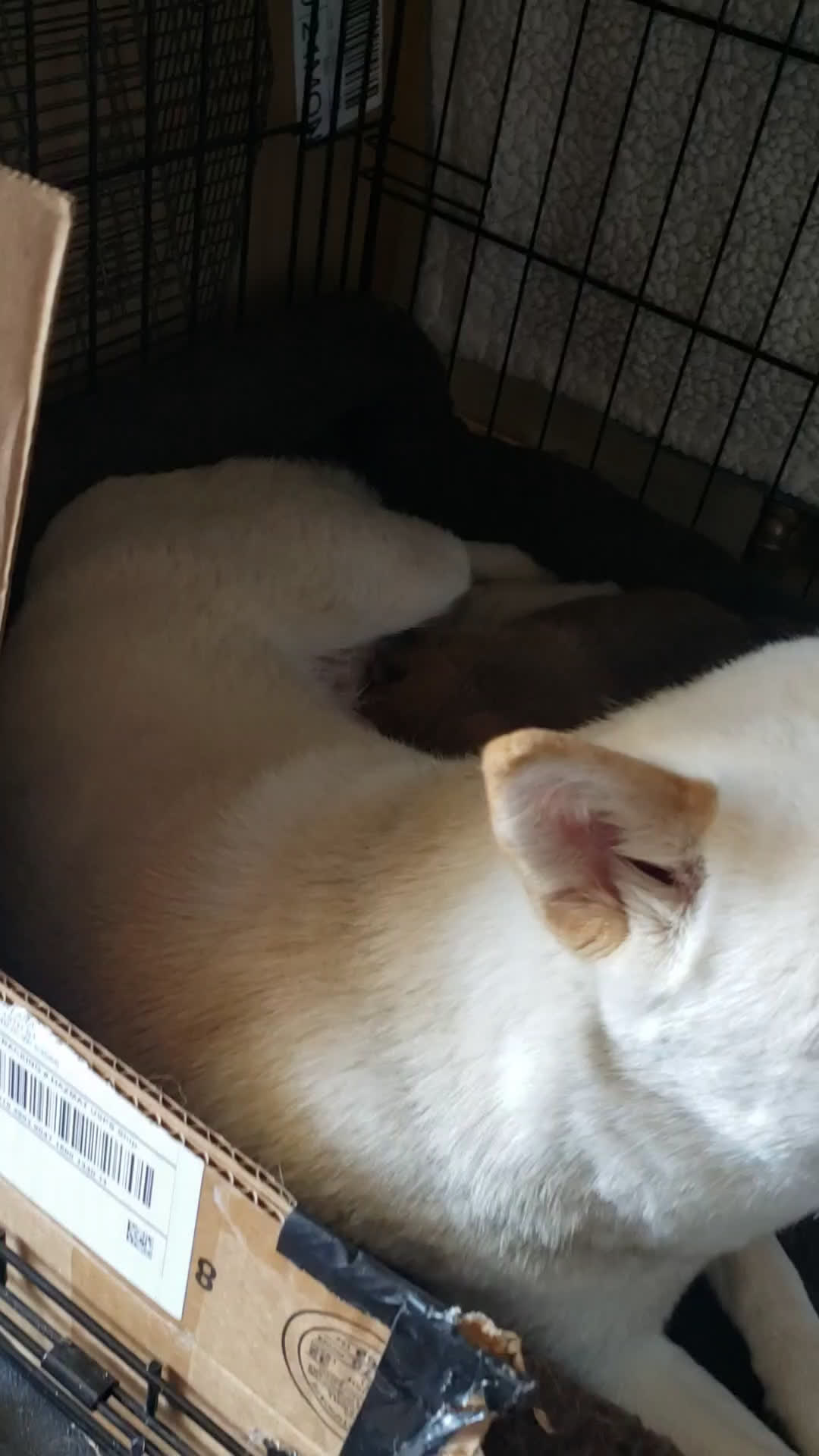 Shiba Inu dogs for sale: Shiba Inu Puppy 1 - Video 1