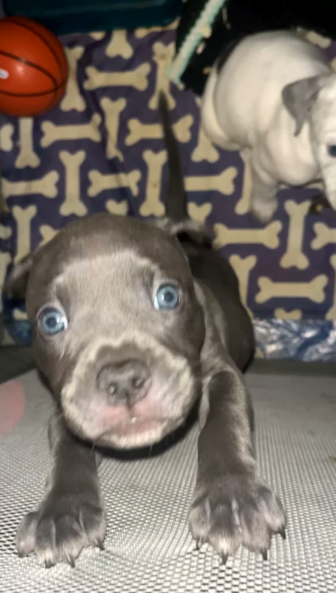 Mixed Breed dogs for sale: Mixed Breed 1 - Video 4