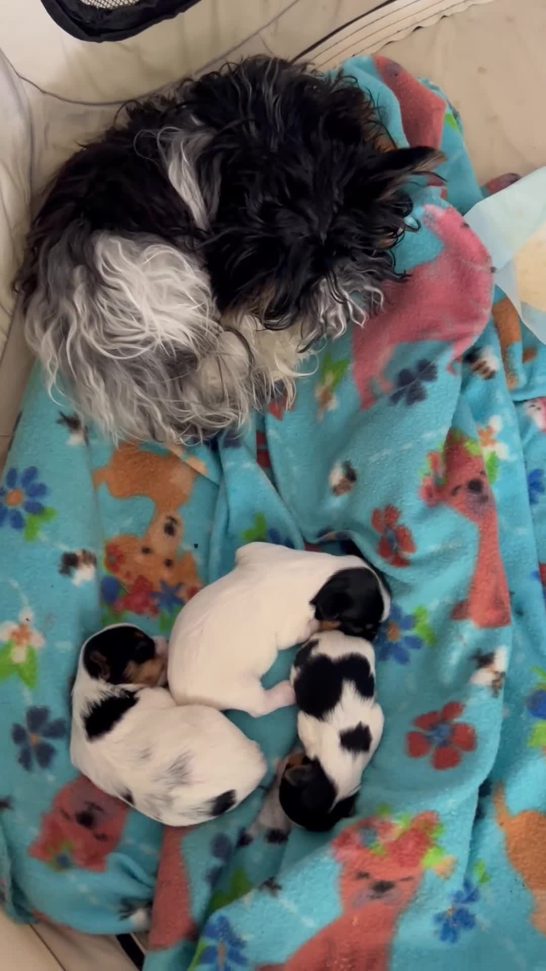 Yorkshire Terrier dogs for sale: Yorkshire Terrier Puppy 2 - Video 1