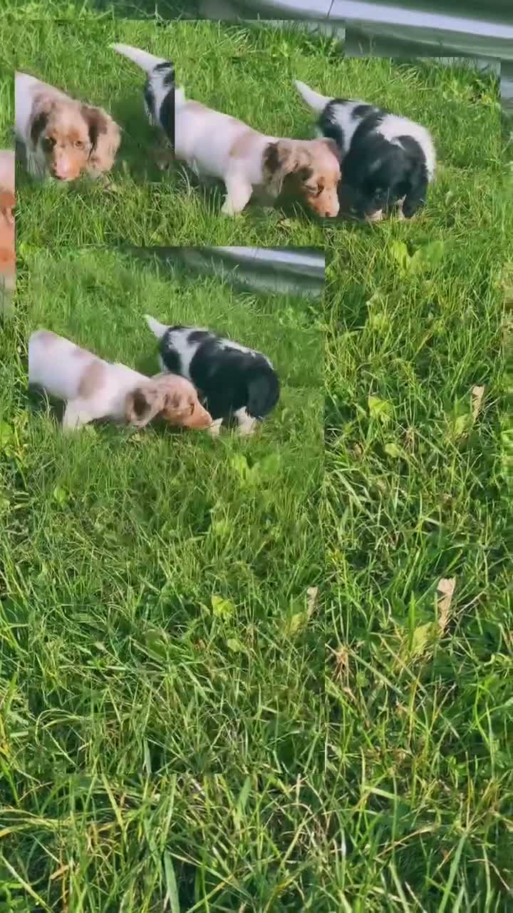 Miniature Dachshund dogs for sale: Akc Mandy PRA clear - Video 2