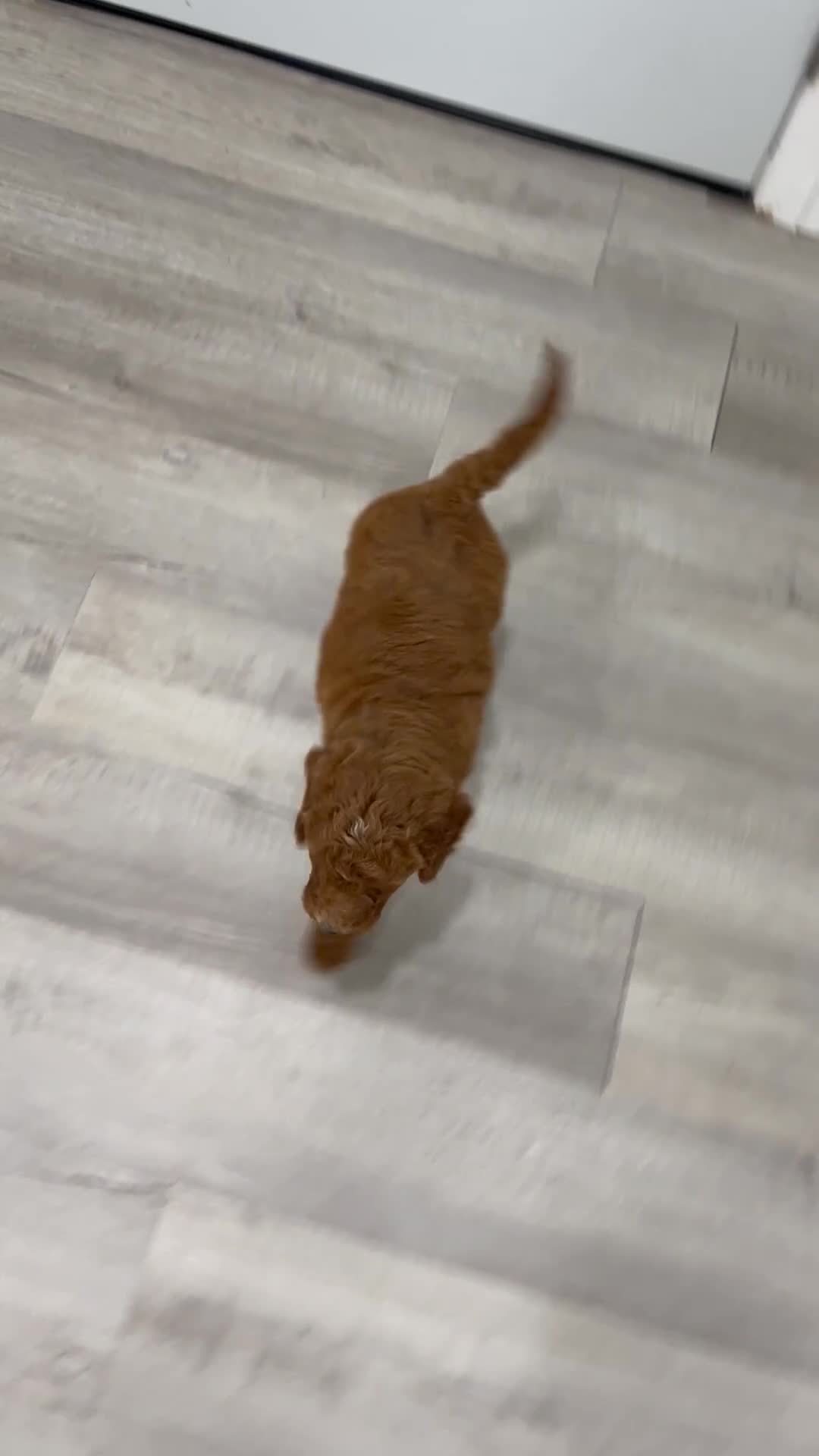 Mini Goldendoodle dogs for sale: Max - Video 1