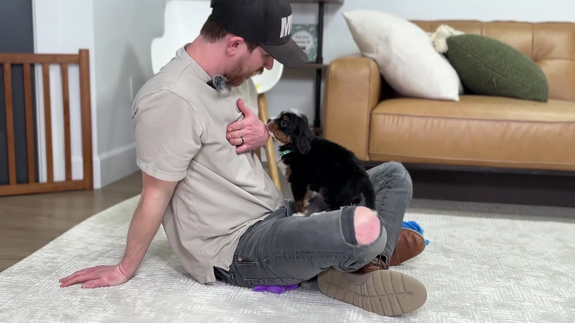 Mini Bernedoodle dogs for sale: Jace - Video 1