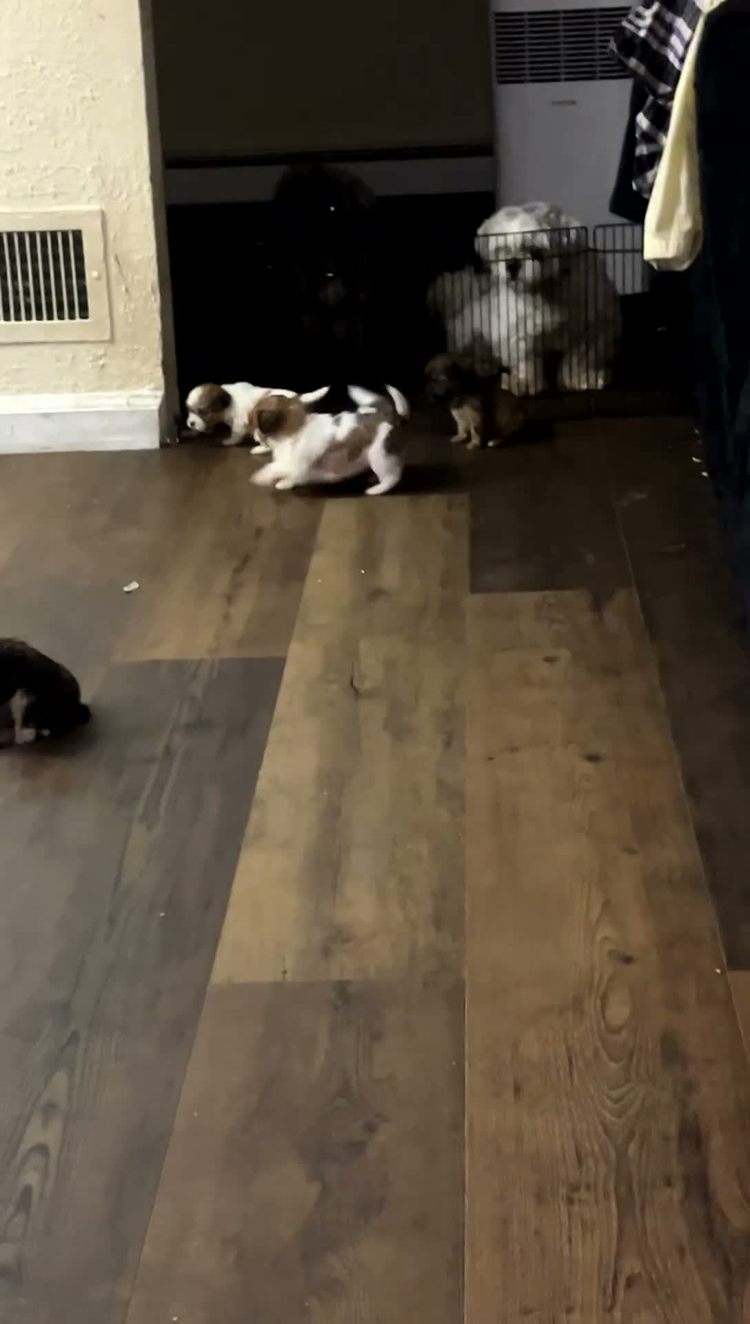 Mixed Breed dogs for sale: Mixed Breed 5 - Video 2