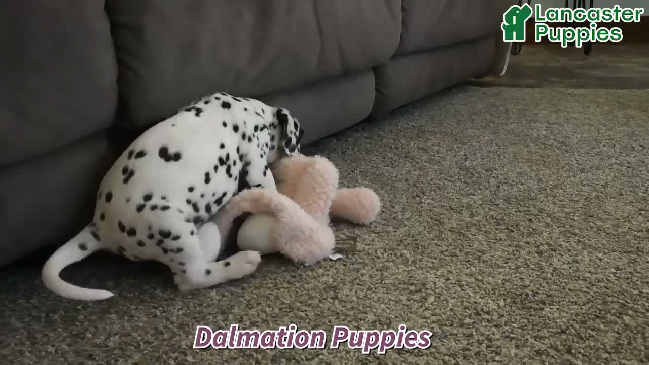 Dalmatian dogs for sale: Cinderella - Video 1