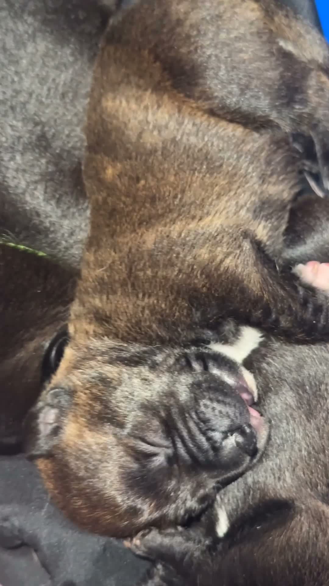 Mixed Breed dogs for sale: Mixed Breed 1 - Video 3