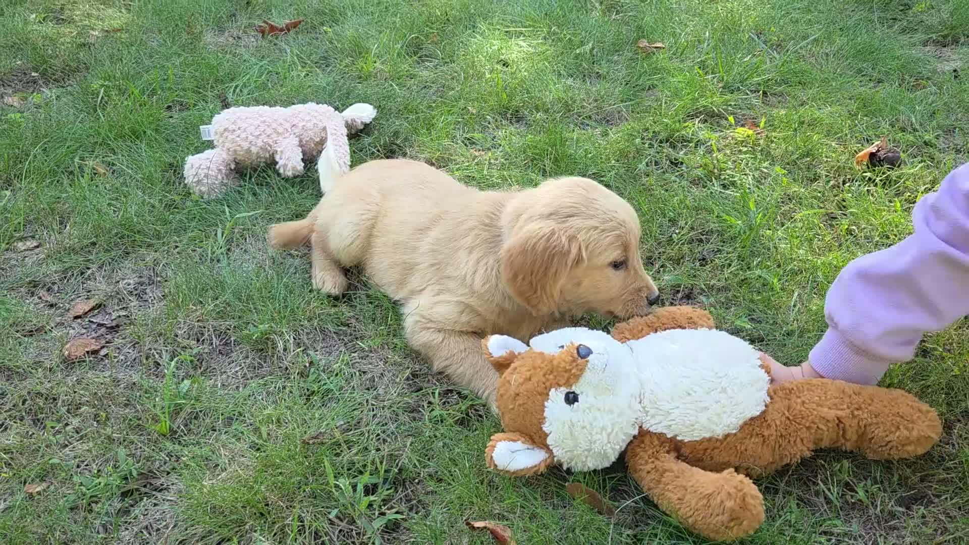 Golden Retriever dogs for sale: Meg Golden Retriever  - Video 1