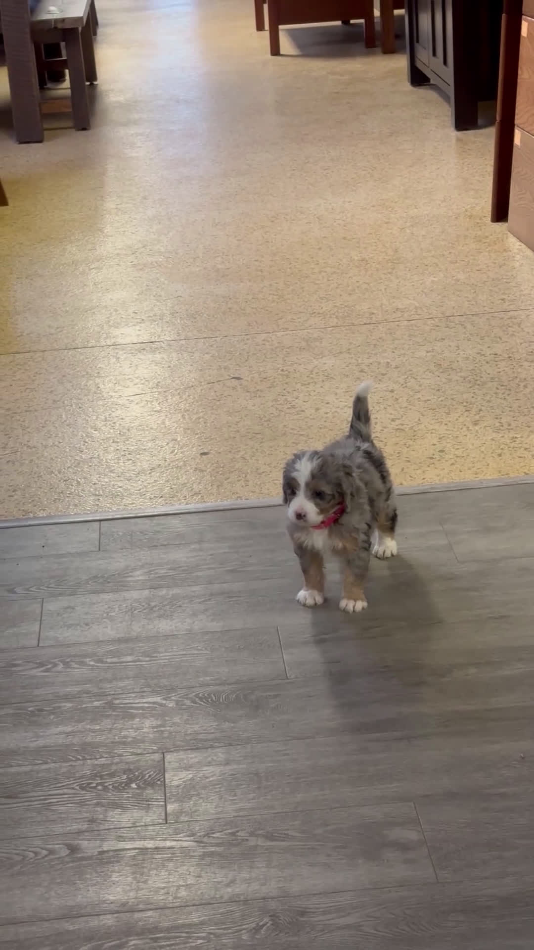 Mini Bernedoodle dogs for sale: Chloe Mini Bernedoodle Puppy 2 - Video 1