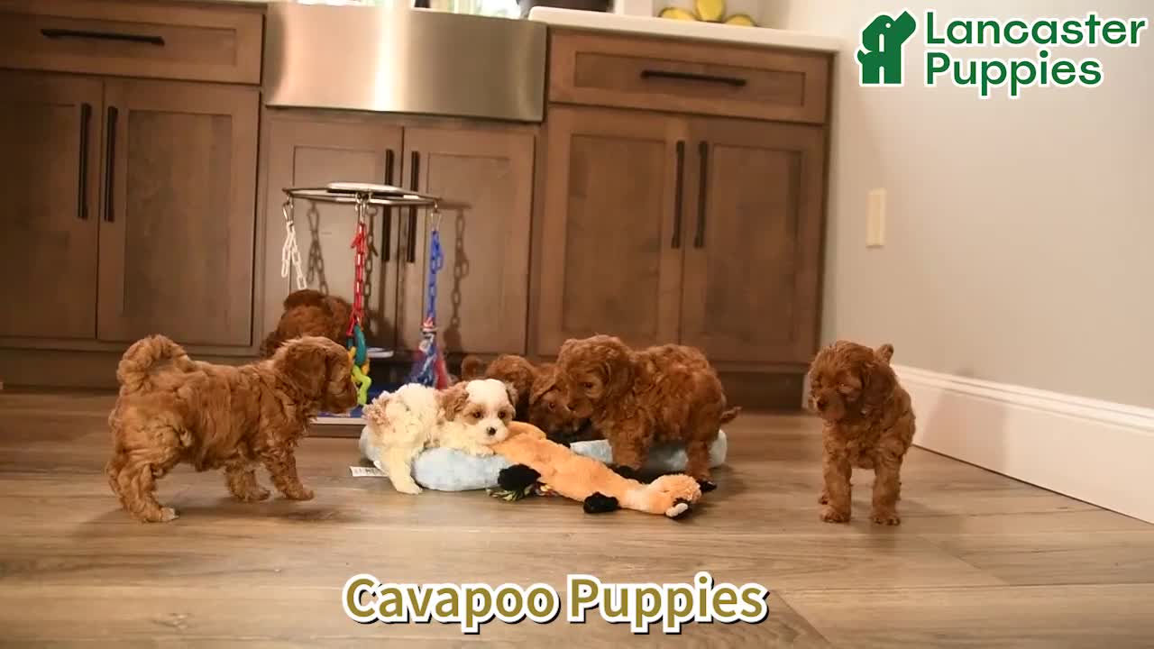Cavapoo dogs for sale: Isaac - Video 1